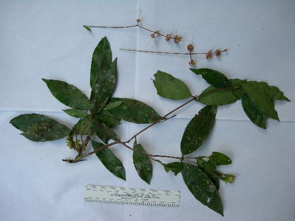 Syzygium stipulare image