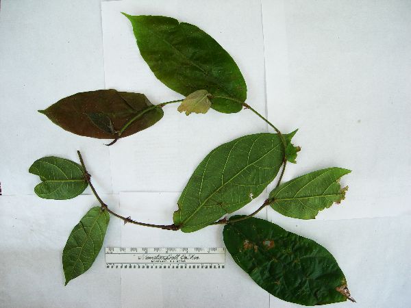 Ficus baeuerlenii image