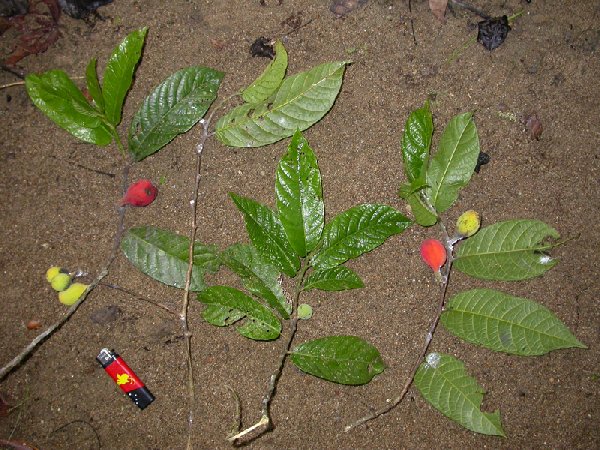 Antiaris toxicaria image