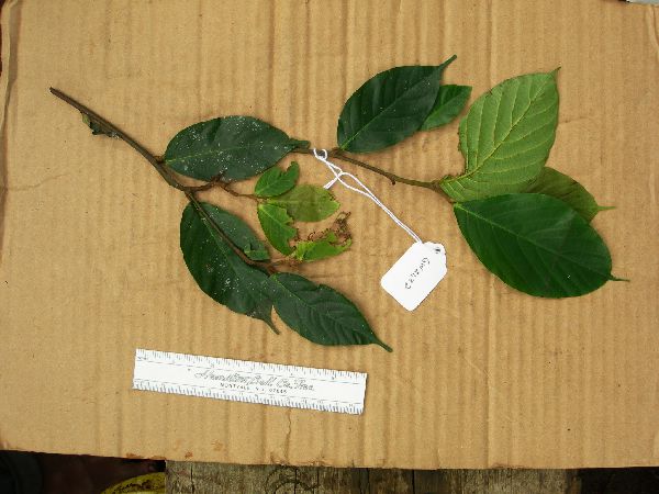 Ficus endochaete image