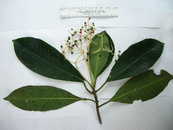 Eumachia leptothyrsa image