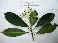 Image of Eumachia leptothyrsa