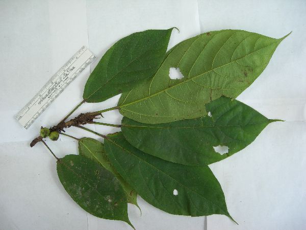 Ficus conocephalifolia image