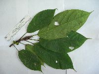 Image of Ficus conocephalifolia