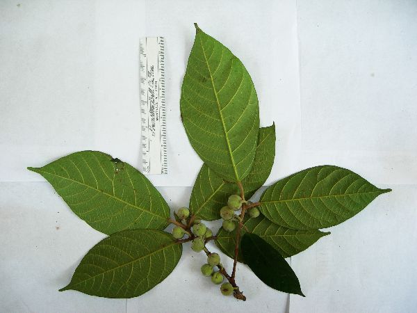 Ficus mollior image