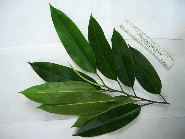 Ficus hesperidiiformis image