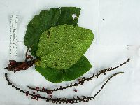 Ficus pungens image