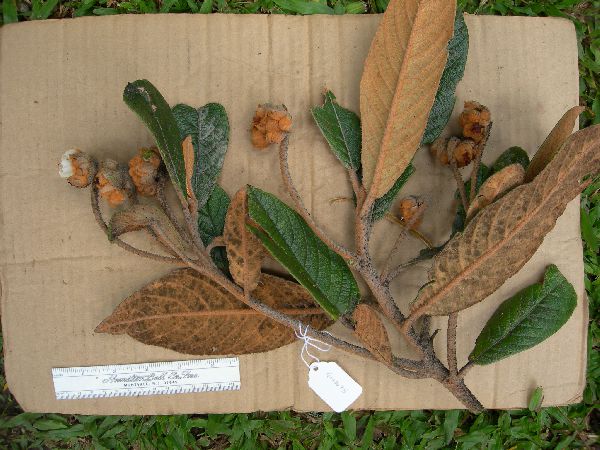 Saurauia trugul image