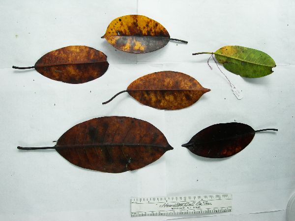 Ficus crassiramea image