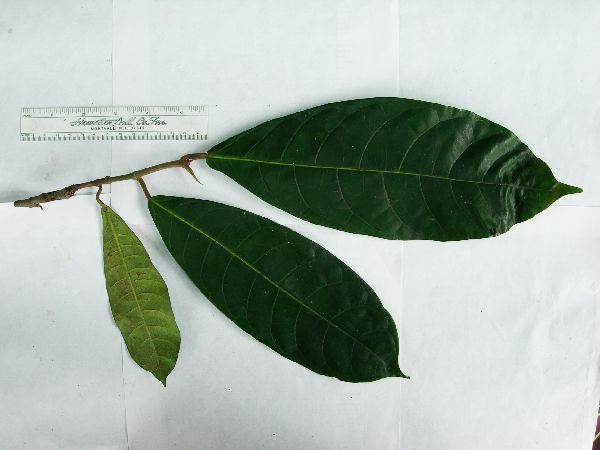 Ficus edelfeltii image