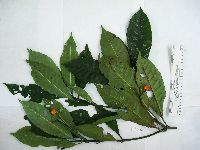 Psychotria dipteropoda image