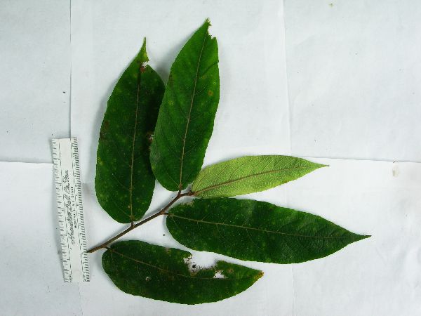 Ficus trachypison image