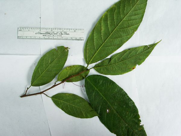 Ficus leptodictya image