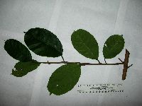 Image of Cudrania cochinchinensis