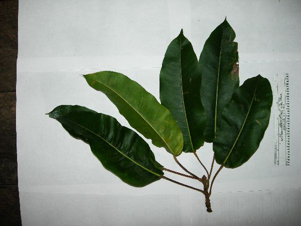 Ficus caulocarpa image