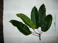 Image of Ficus caulocarpa