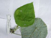 Macaranga brachytricha image