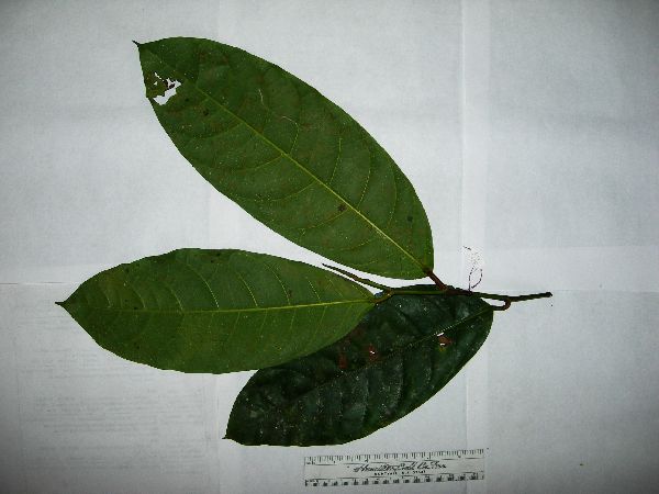 Ficus polyantha image