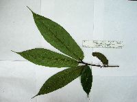 Image of Ficus adelpha