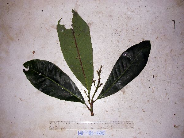 Semecarpus schlechteri image