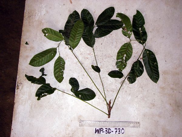 Euroschinus papuanus image