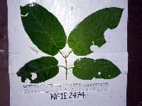 Parsonsia buruensis image