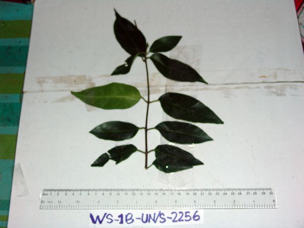 Papuechites aambe image