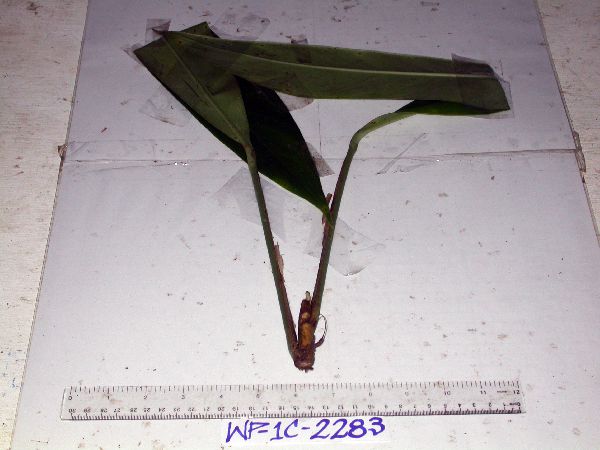Rhaphidophora geniculata image
