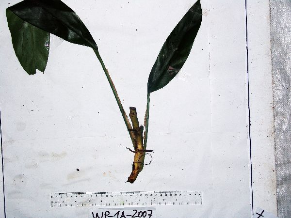 Rhaphidophora geniculata image