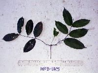 Image of Salacia erythrocarpa