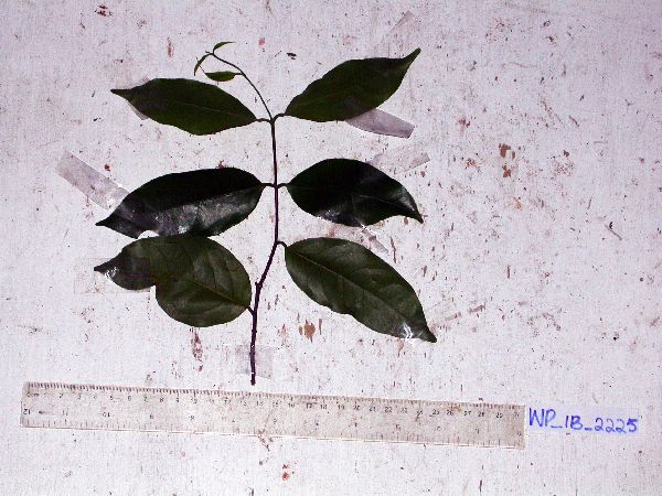 Salacia erythrocarpa image