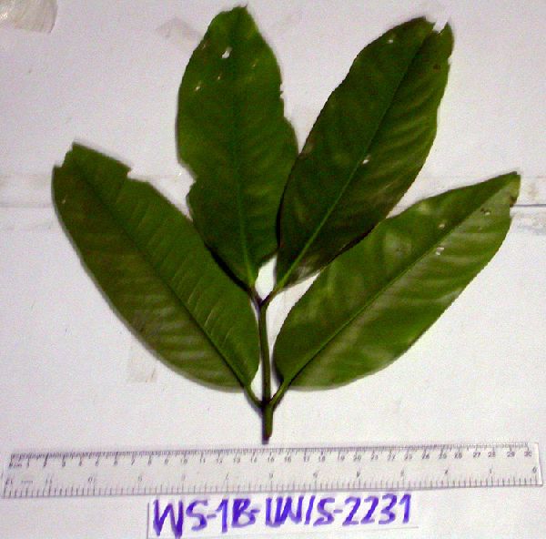 Garcinia ledermannii image