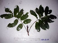 Image of Canarium vitiense