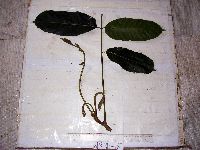 Image of Canarium acutifolium