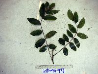 Canarium acutifolium image