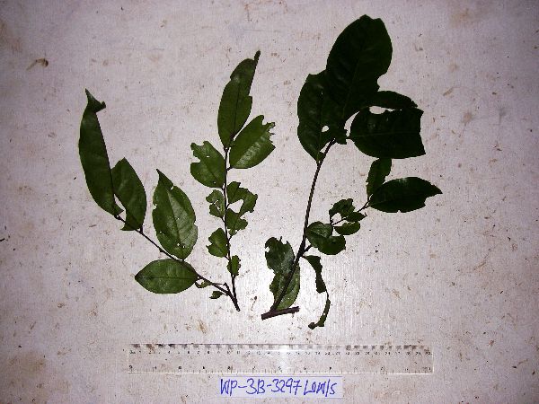 Heliotropium sarmentosum image