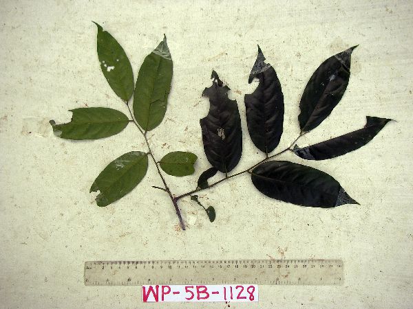 Diospyros foliosa image