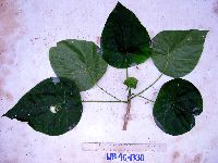 Image of Endospermum moluccanum