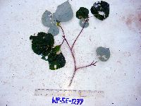 Mallotus chromocarpus image