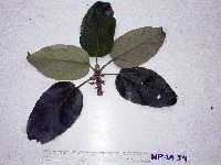 Image of Endospermum medullosum