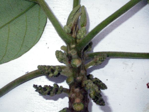 Endospermum medullosum image