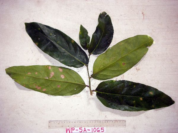 Drypetes lasiogynoides image