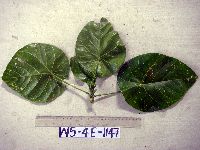 Endospermum moluccanum image