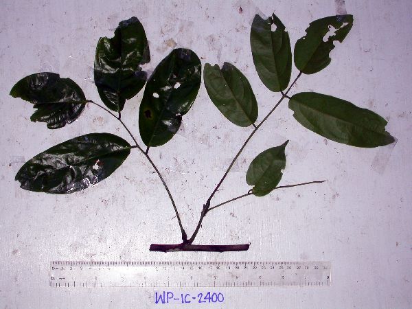 Rourea image
