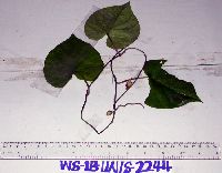 Lepistemon urceolatum image