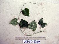 Jacquemontia paniculata image