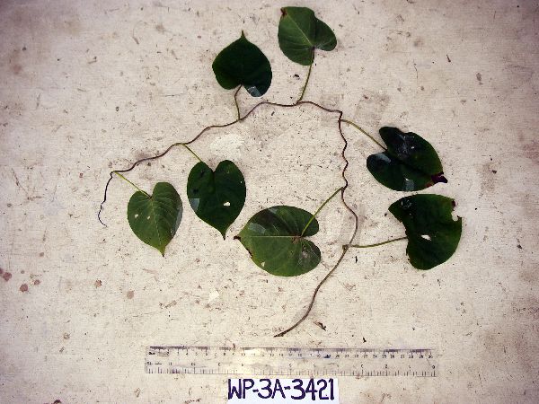 Decalobanthus peltatus image