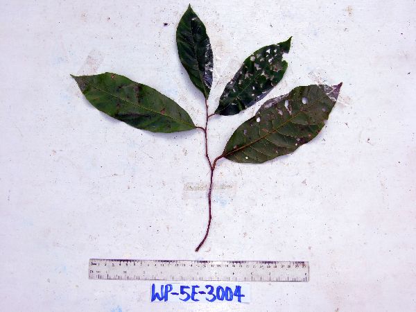 Dichapetalum papuanum image