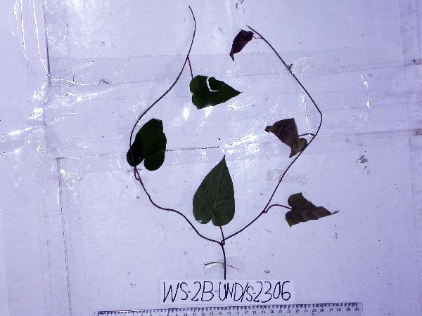 Lepistemon urceolatum image