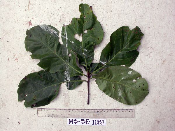 Terminalia complanata image